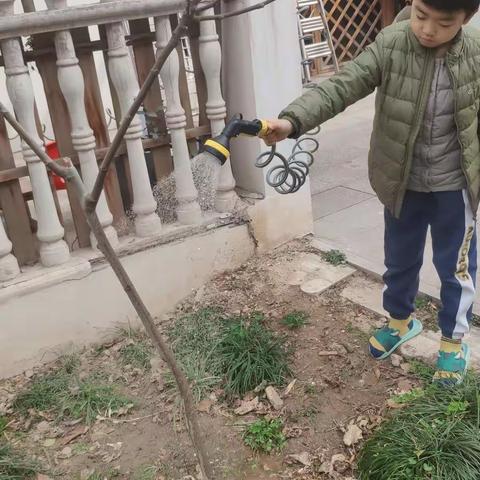 我是绿植小达人   ——  濮阳市第二实验小学一年级四班朱一墨