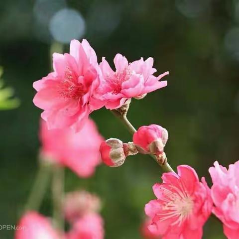 停课不停学，我们在行动。------莲塘坳镇中心完小