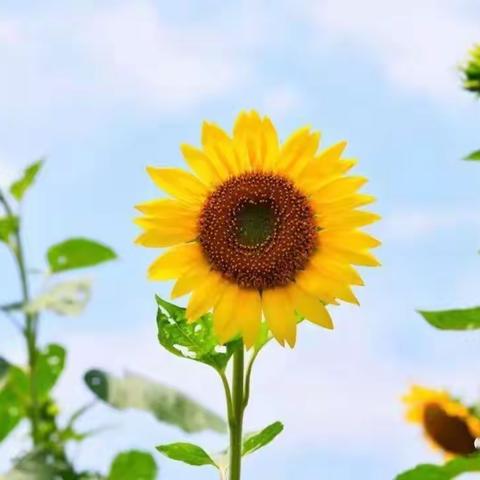 向日葵🌻        ——大四班