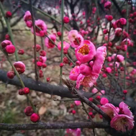 梅花花开