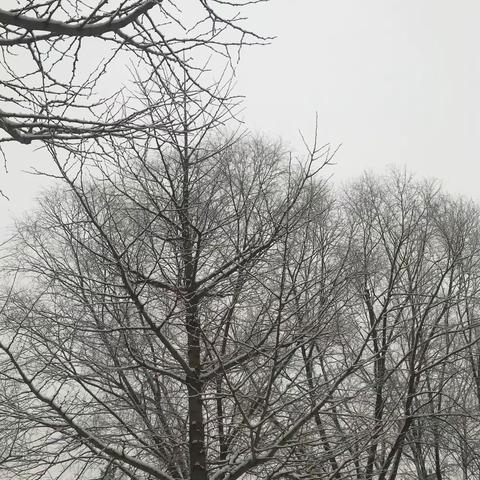 2019.12.16大雪 如约而至  《大三班 雪纪实》