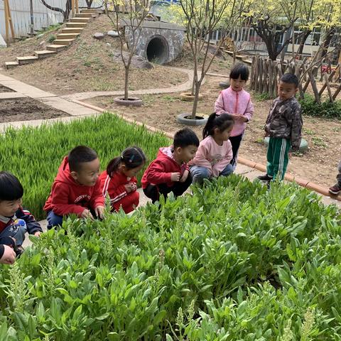 “小菠菜 收获多”坨里幼儿园小一班种植活动