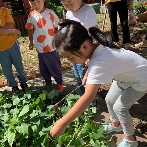 大三班挖红薯之“拔🍃”