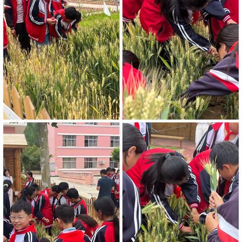 播“种”希望， “植”得期待，“园”内有你，“同”趣盎然——记临涧镇中心小学种植园丰收节活动