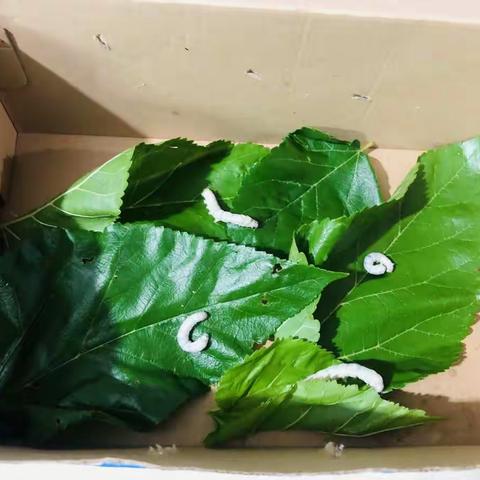 阿宥第一次养蚕记