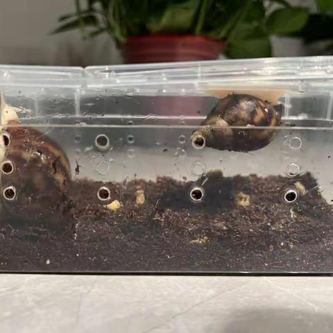 阿宥暑期养蜗牛记