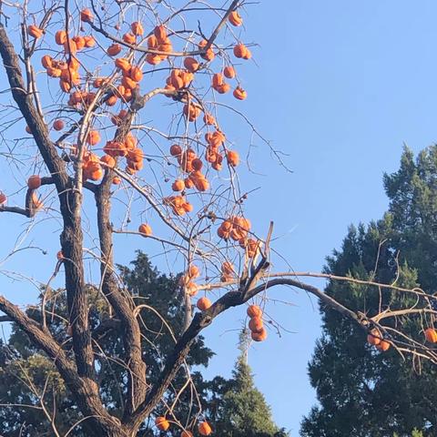 柿子熟了－－也是千姿百态（2019）