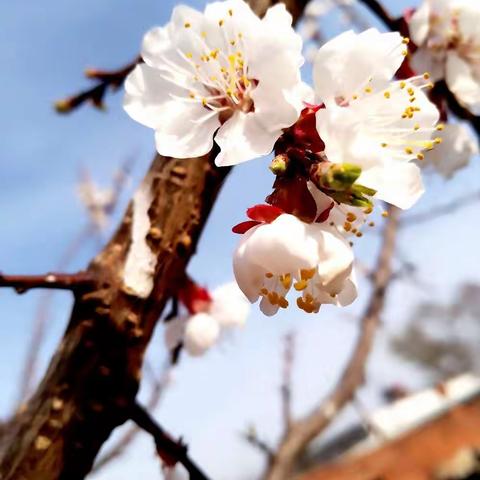 芬芳吐蕊花枝俏  纯洁无瑕醉心扉