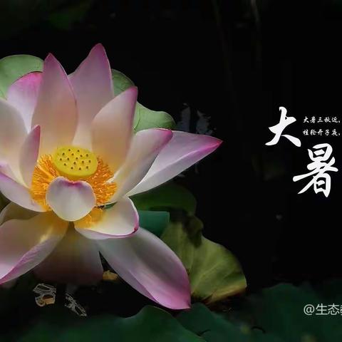 二十四节气之  大暑