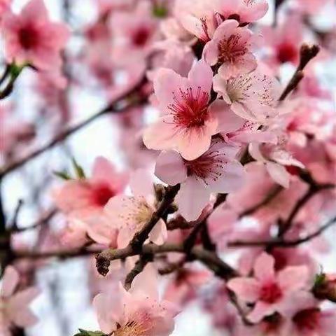 春光潋滟踏歌行 群策群力促成长——实验五小一年级组集体备课