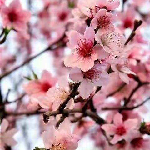 引领示范•润物无声——记省级工作坊小学道德与法治同步在线培训