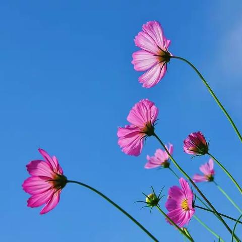 迎着夏至暖阳，这边风景独好——实验五小六年级语文阶段性测试纪实