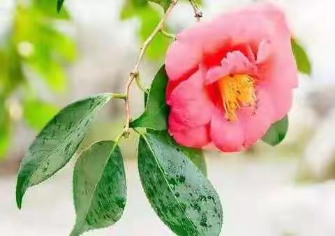 青春在疫情中闪耀——郯城县第五实验小学六年级活动剪影