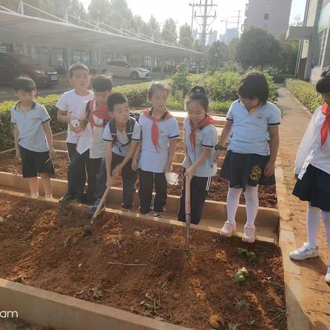 龙洲小学2104班劳动实践活动