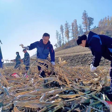 劳动帮扶见真情  助力秋收暖民心
