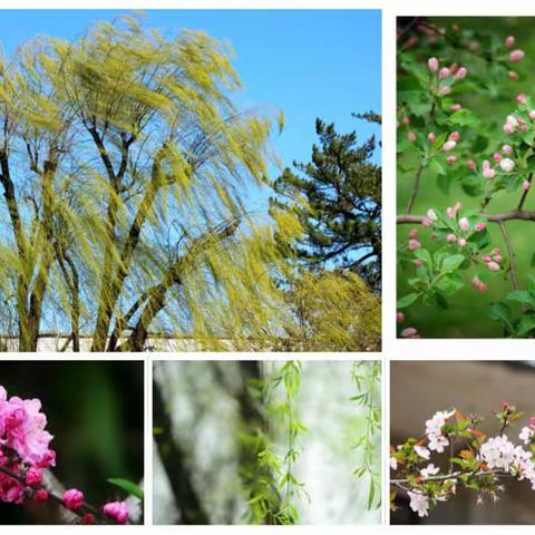 红旗小学4.6班～春天，你好👋