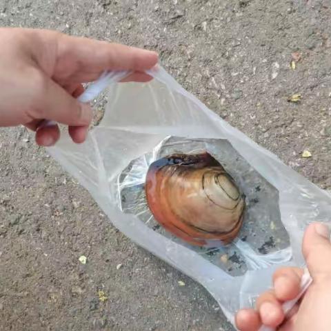 一只走高速串亲戚的河蚌