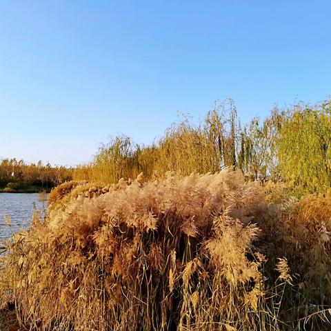 浅水岸边芦花白