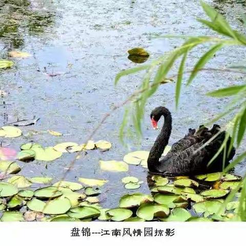 风情园里游风情