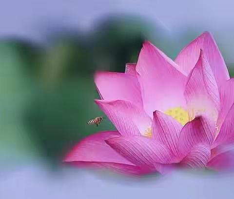 “藕”然遇见  “荷”你有约——记东湖幼儿园十三五课题结题