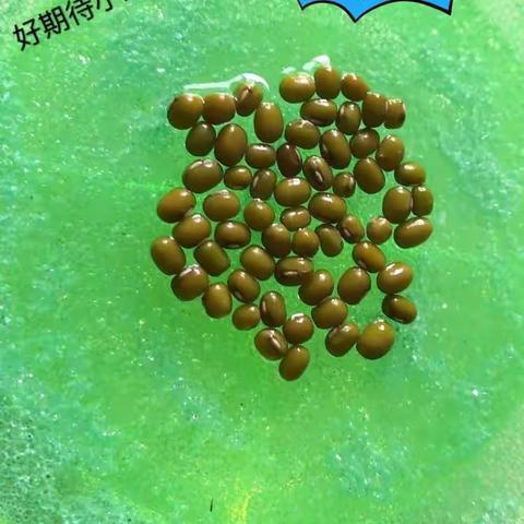 小绿豆成长记