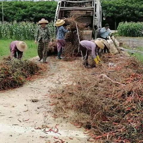 南丁村加强清运辣椒秸秆垃圾工作