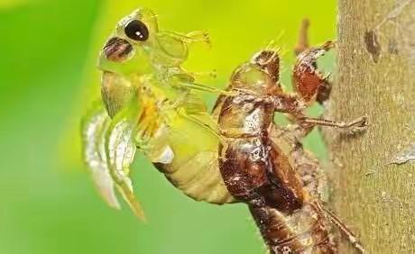 “童真童趣，探索自然”——临涧镇马槽幼儿园探索“知了猴”活动