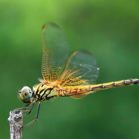 “哇，蜻蜓飞来了”——临涧镇马槽幼儿园探索蜻蜓活动