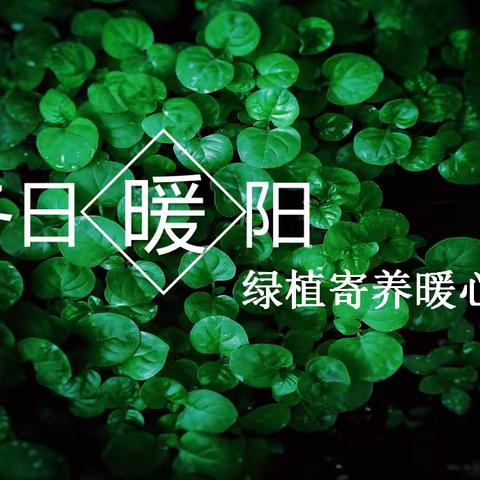 绿植寄养,“寓”你一个安心寒假