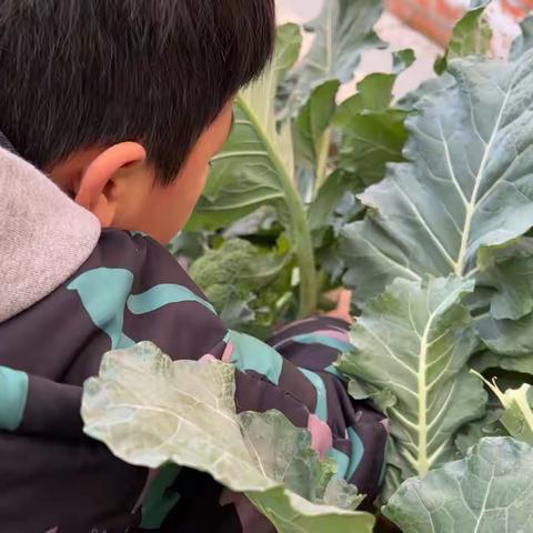 12.15采摘西兰花、制作西兰花饼