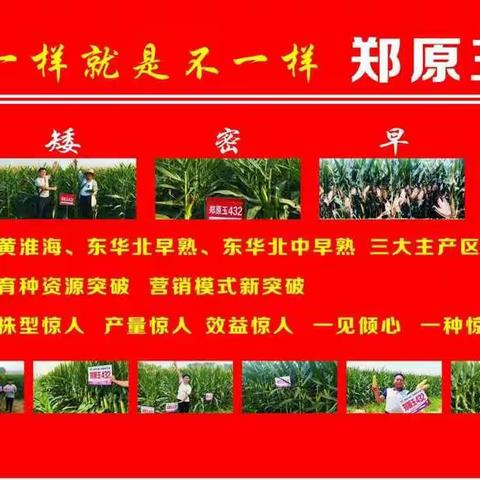 粒收三连击 高产有底气～贺郑原玉432寿光粒收现场会实现预定2000亩！