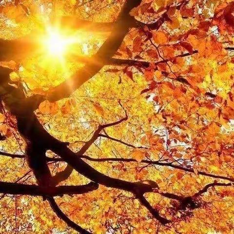 协同学习，以研促教，助力成长——野猪沟寄宿制学校语文教研组课例研讨系列活动之五