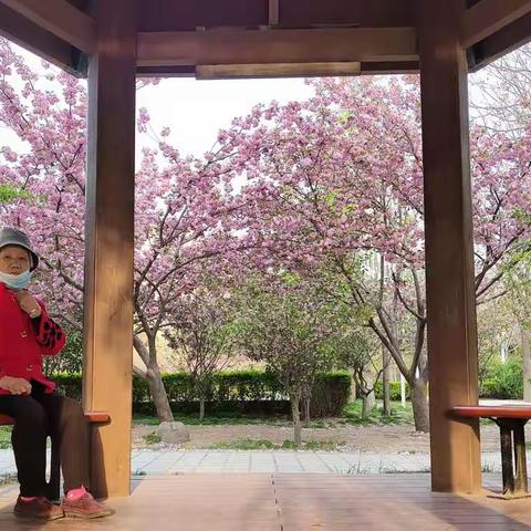 樱花  凉亭  夕阳