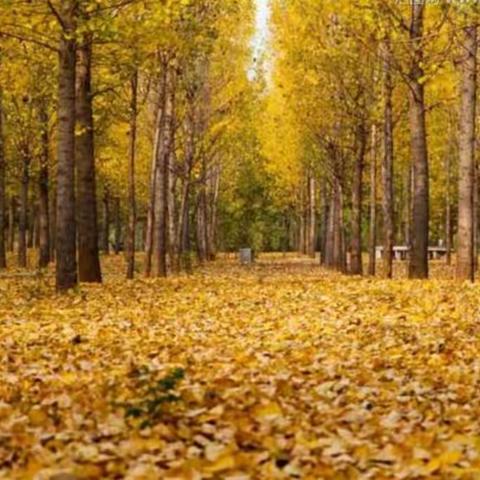 小小树叶真有趣