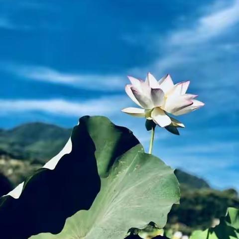 借力智慧云平台  促进教研上台阶---东方红学校开展教师智慧云平台使用培训纪实