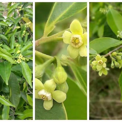 香林沉香——《沉香讲堂》（3）沉香花