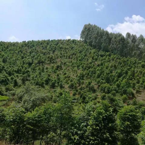 关于香林沉香