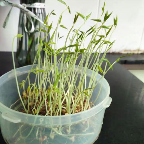 观察日记——红豆成长记