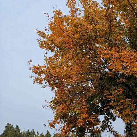 🍂追逐秋天，拥抱秋天🍁师范附小附属艺术幼儿园麦兜家