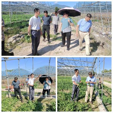 市农业农村局指导天涯区过岭文门基地建设工作