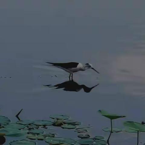 蓝天白云的美篇