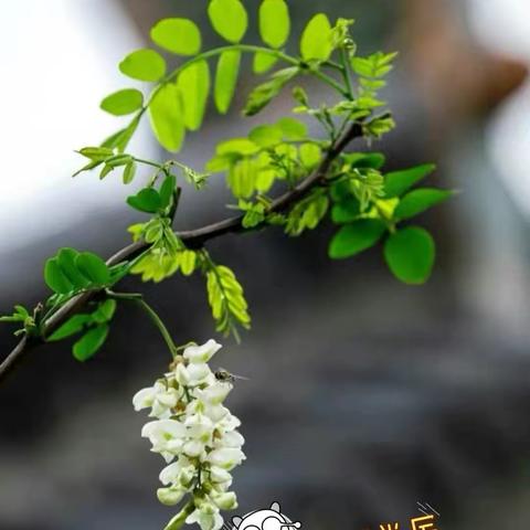 蓝天白云的美篇