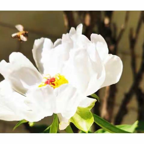 多年以后牡丹花