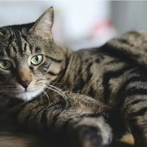 流浪猫与神经病