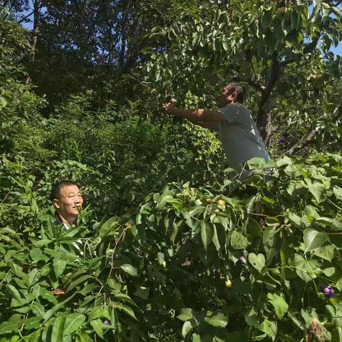 金秋九月，技术惠农—蓟州区下营镇成人文化技术学校举办果树实用技术培训。