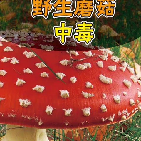 “珍爱生命，远离毒蘑菇” －易家渡镇完全小学关于禁食野生蘑菇致家长的一封信