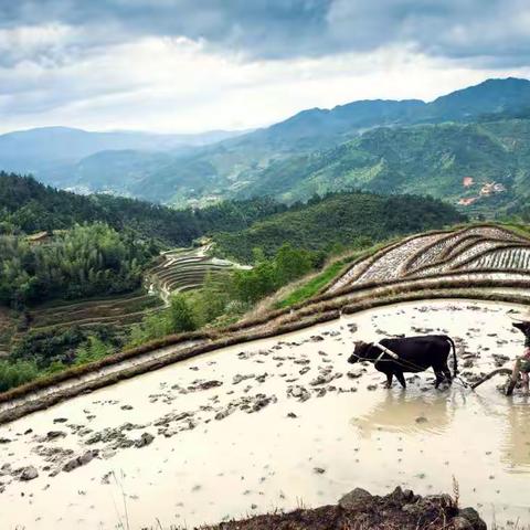 高山梯田春耕图景