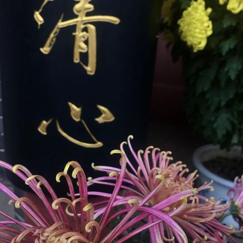 开封满城菊花艳