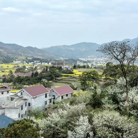 油菜花装点乡村美