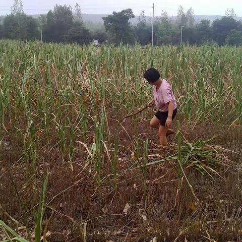 天气大旱颗粒无收